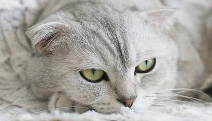 世界杯比赛直播地址-【早报】薛定谔的点球判罚